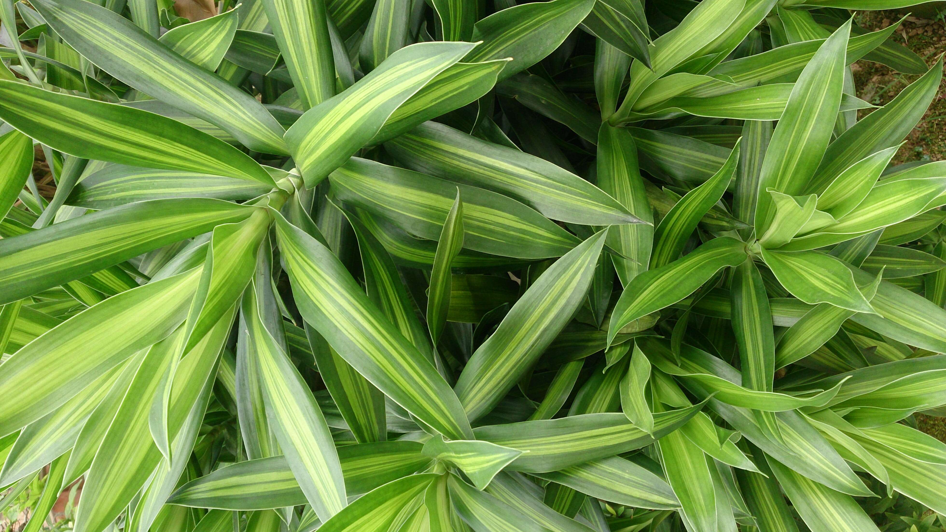 Image of Dracaena reflexa Lam.