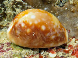 Image of Calf Cowrie