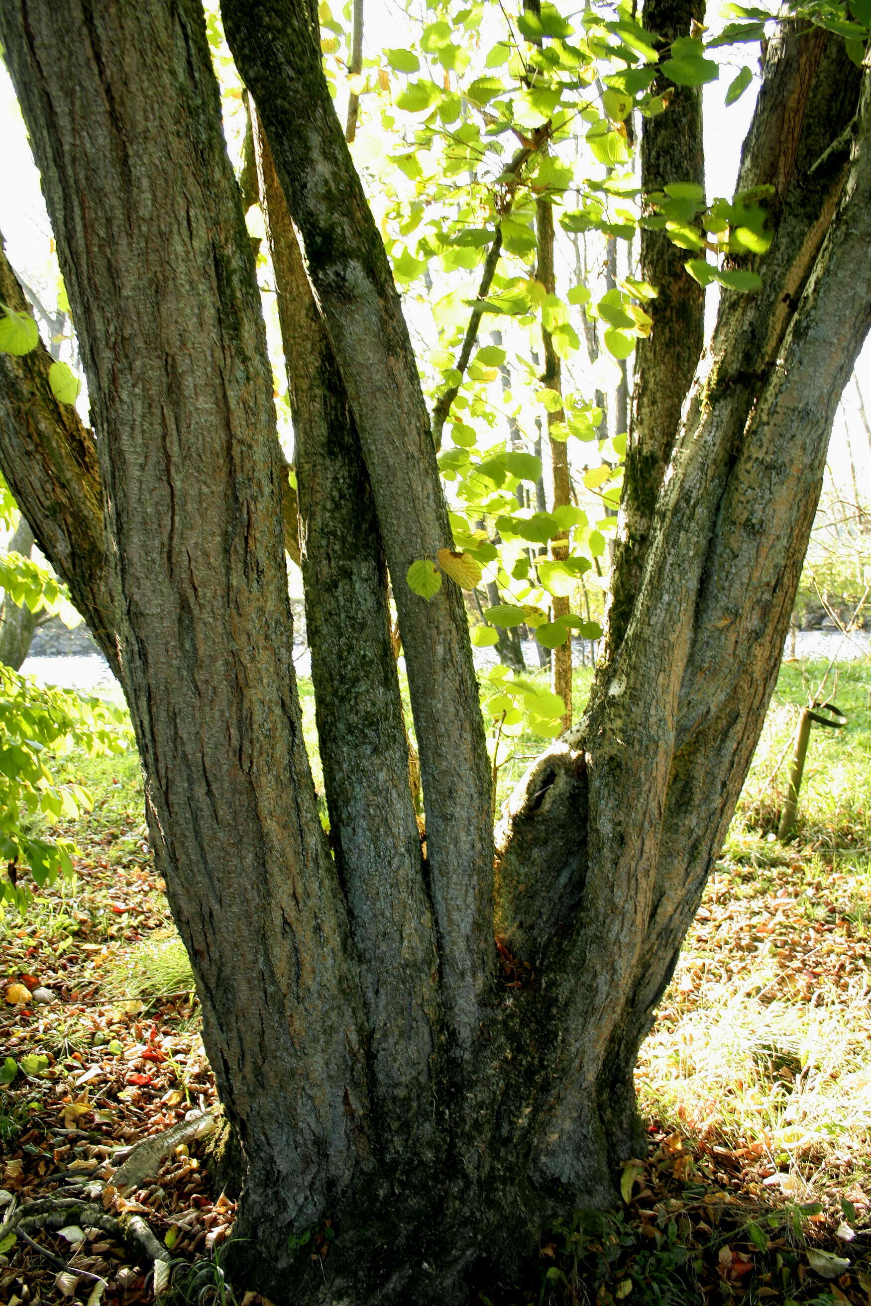 Image of Chinese Hazlenut