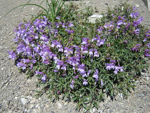 Слика од Penstemon fruticosus (Pursh) Greene