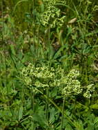 Image of parsnipflower buckwheat