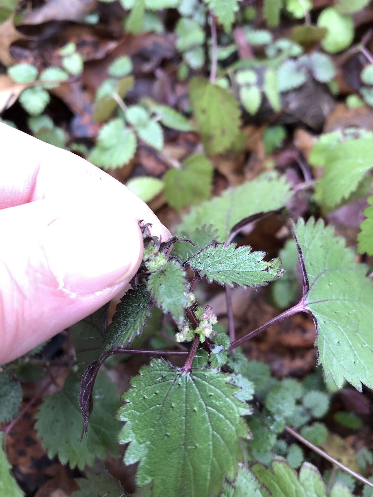 Image of heartleaf nettle