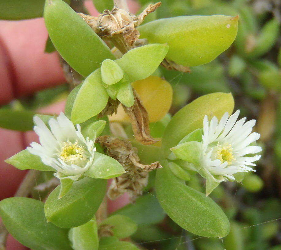 Imagem de Delosperma litorale (Kensit) L. Bol.