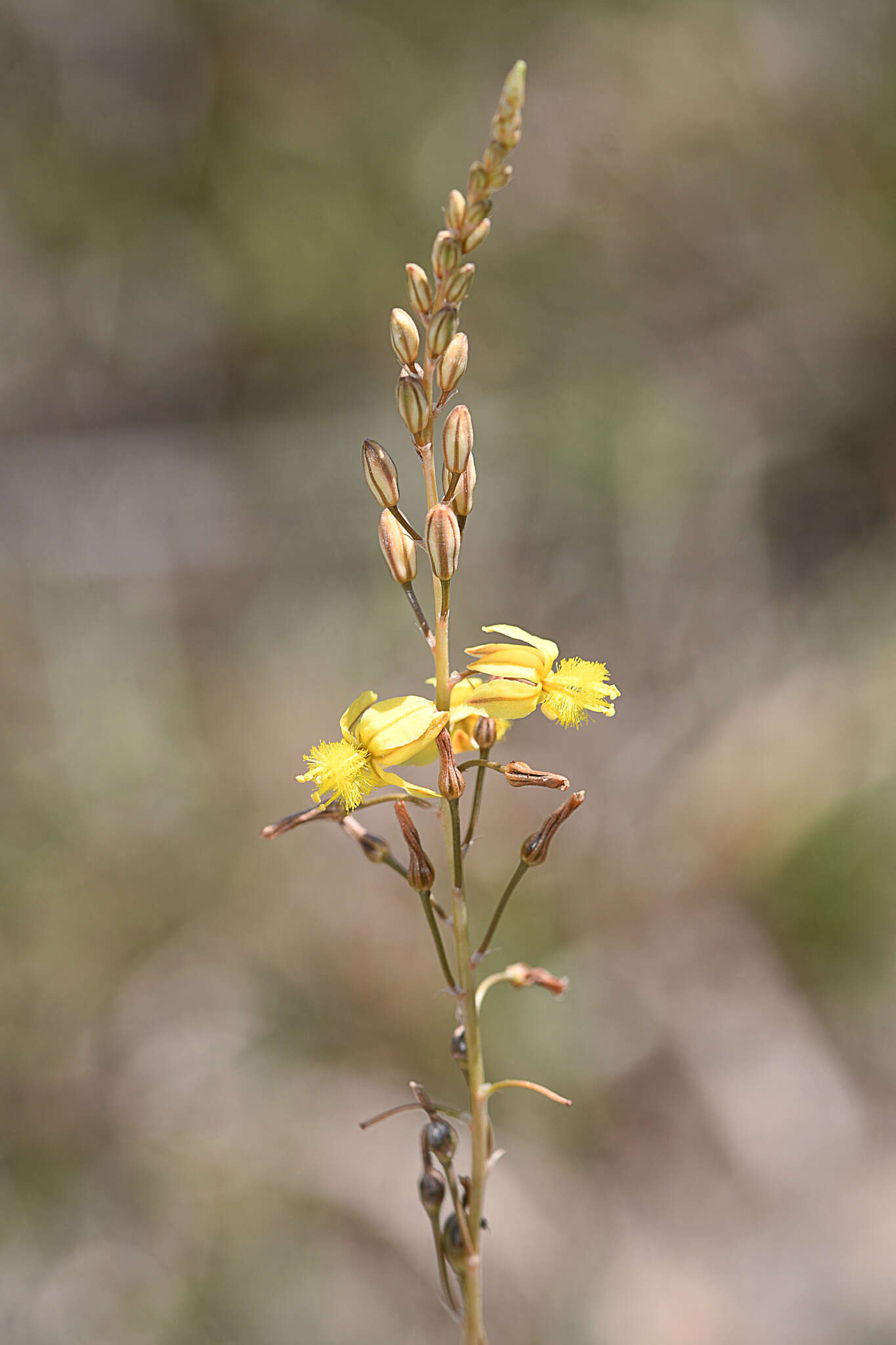 Image of Bulbine favosa (Thunb.) Schult. & Schult. fil.