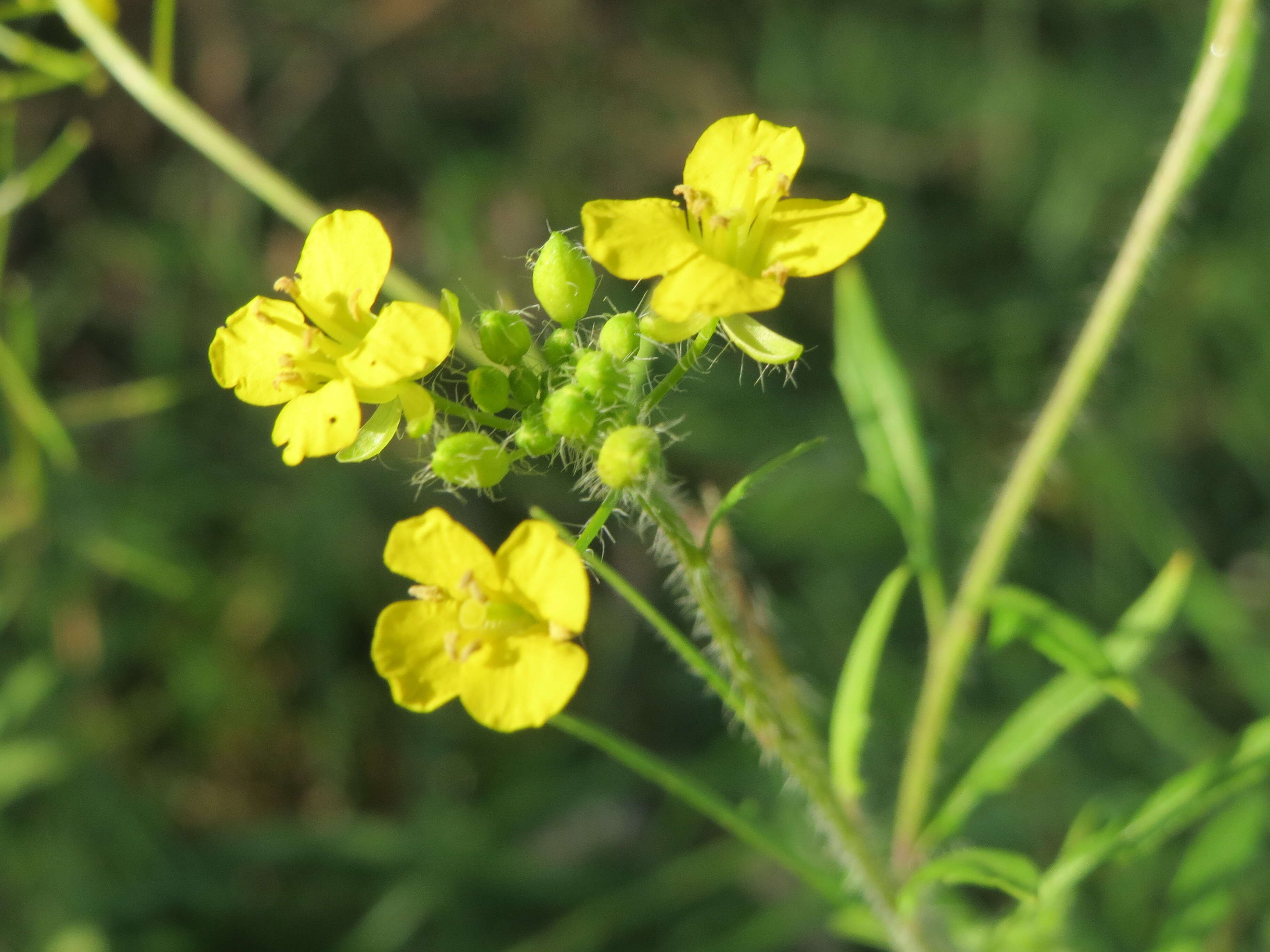 Imagem de Sisymbrium loeselii L.