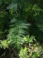 Image of Giant Lousewort