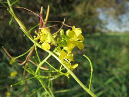 Imagem de Sisymbrium loeselii L.