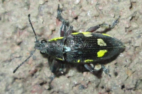 صورة Polyclaeis (Polyclaeis) longicornis Fahraeus 1871