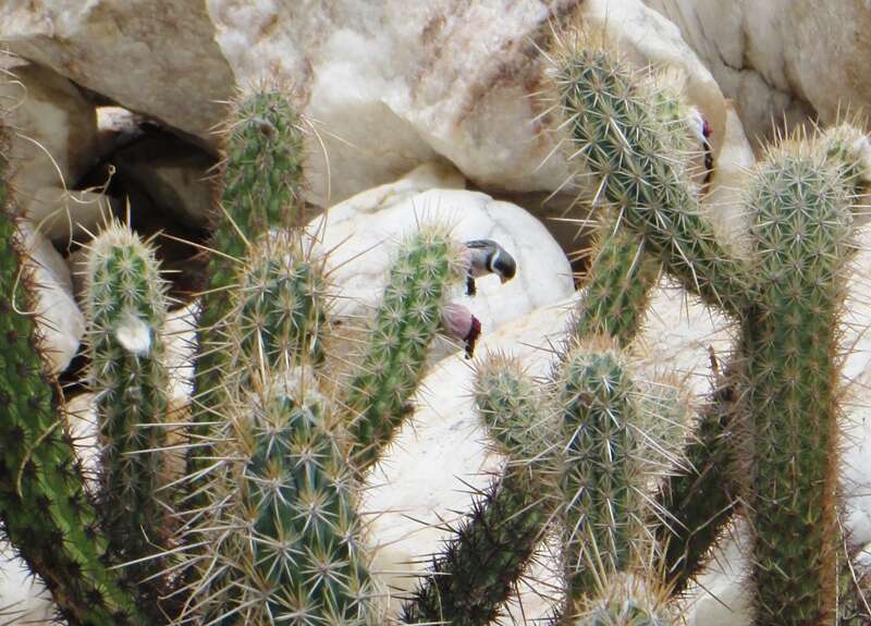 Plancia ëd Pilosocereus polygonus (Lam.) Byles & G. D. Rowley