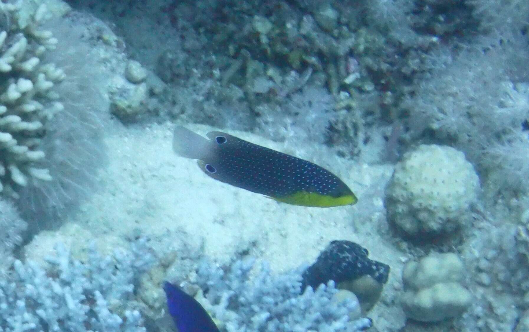 Image of Twister Wrasse