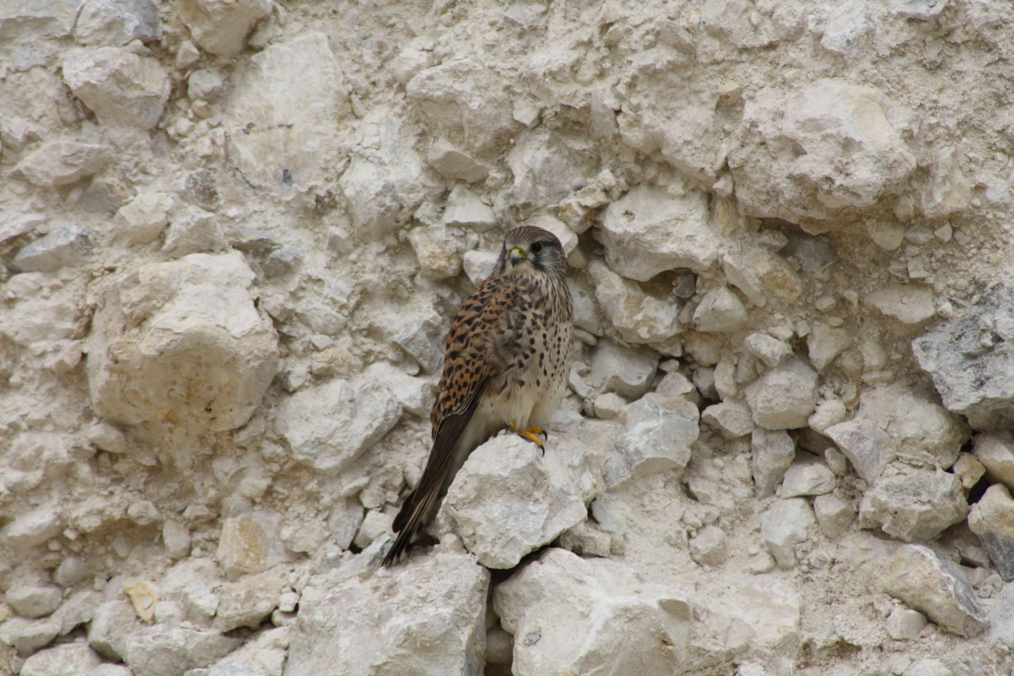 Image of kestrel, common kestrel