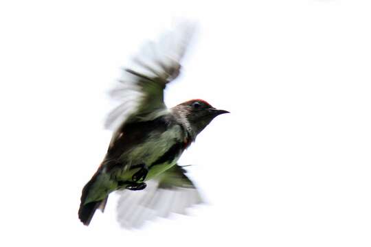 Image of Crimson-crowned Flowerpecker