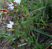 Image of Hesperantha falcata (L. fil.) Ker Gawl.