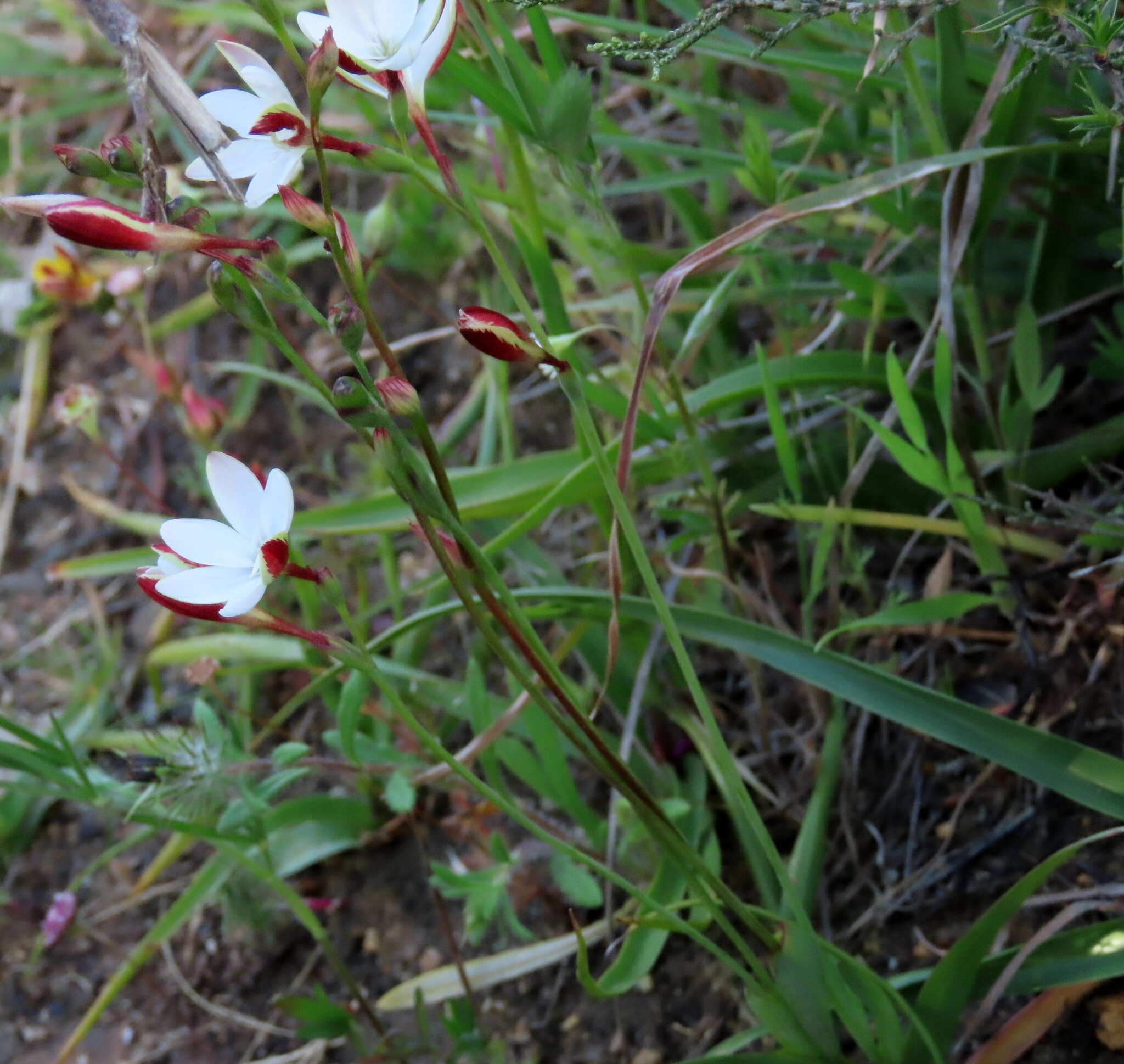 Plancia ëd Hesperantha falcata (L. fil.) Ker Gawl.