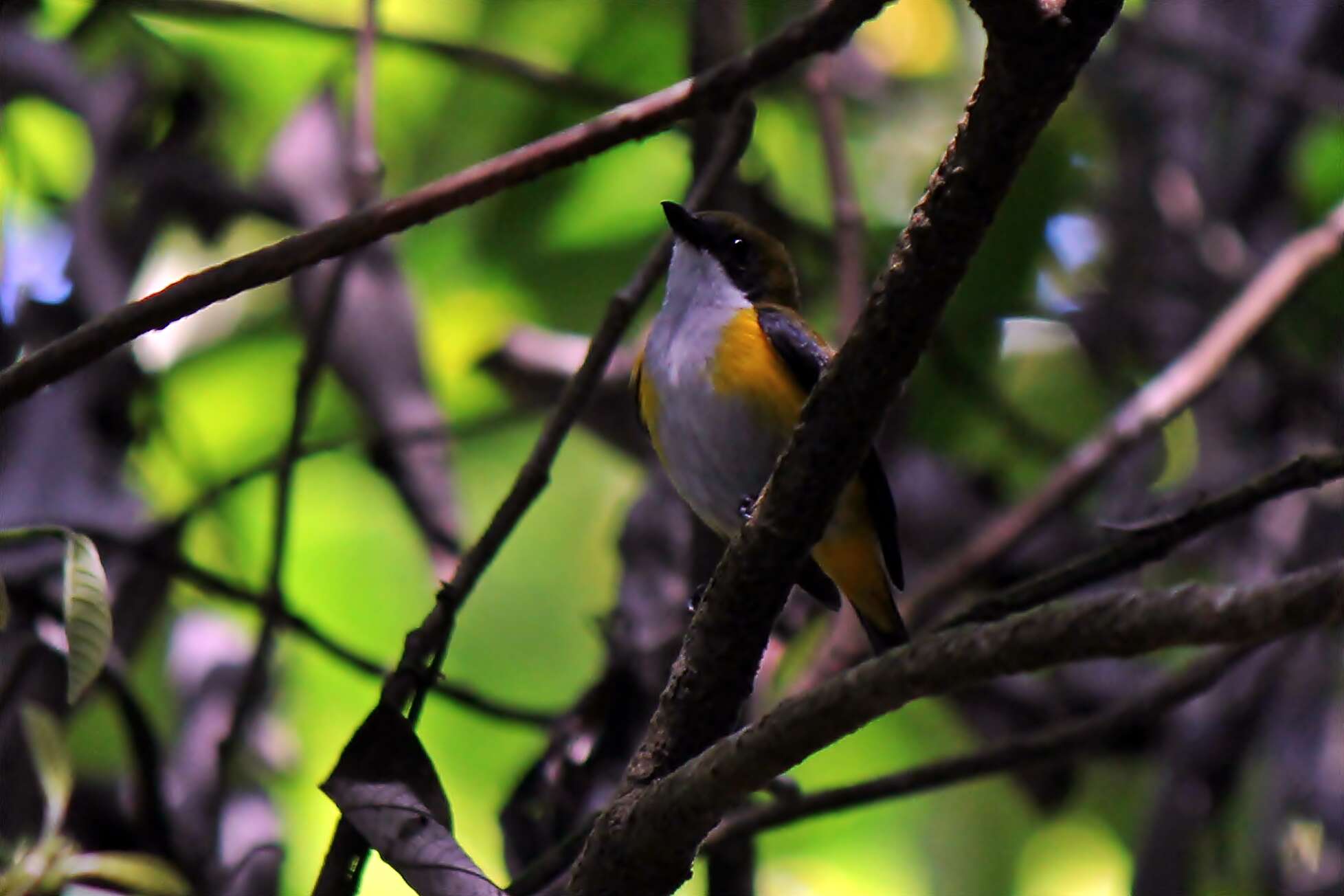 Image of Yellow-sided Flowerpecker