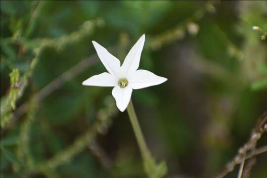 Image of longflower tobacco