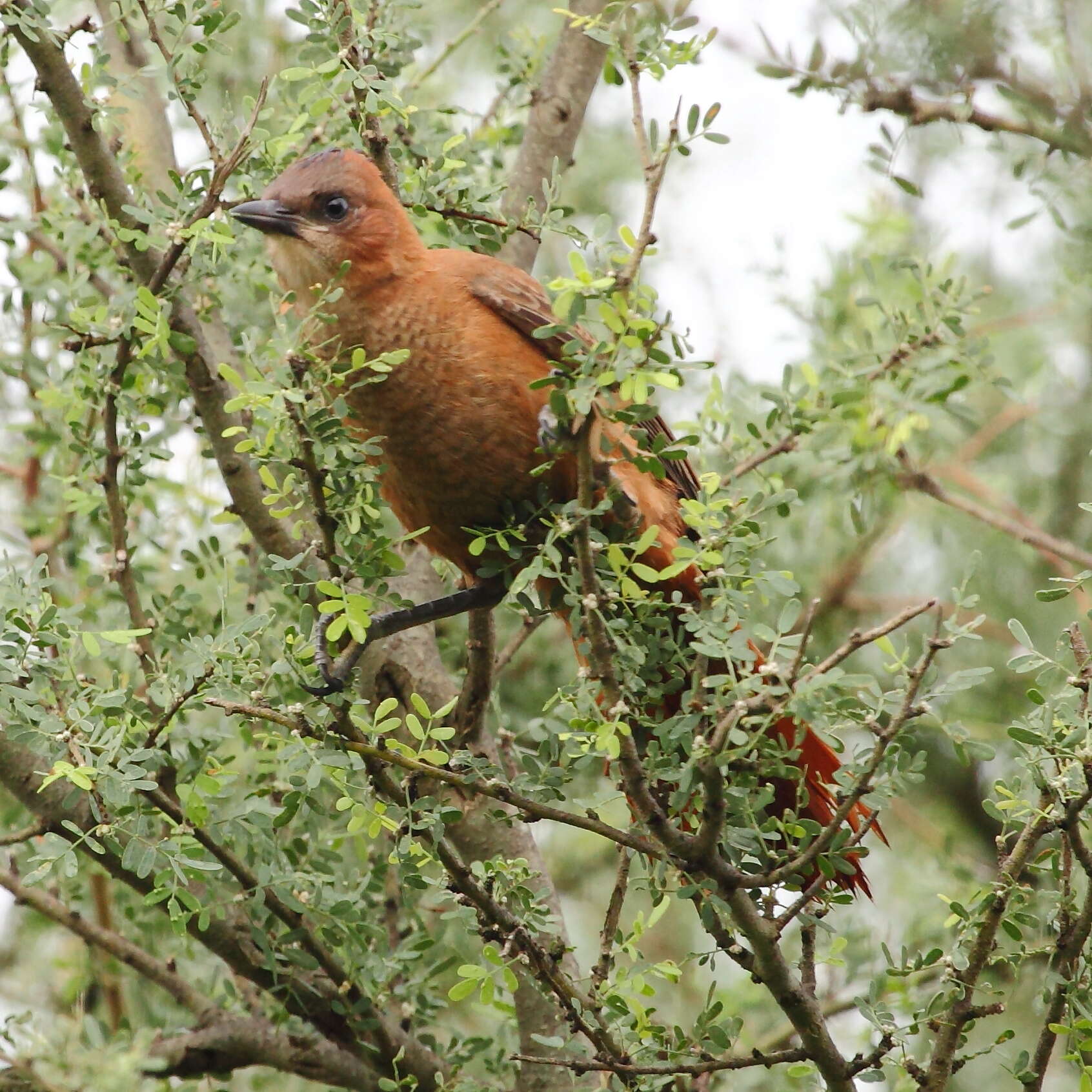 Image of Brown Cacholote