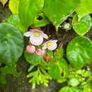 Image of Begonia coriacea Hassk.