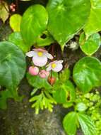 Слика од Begonia coriacea Hassk.