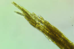 Image of Aphanizomenon flos-aquae