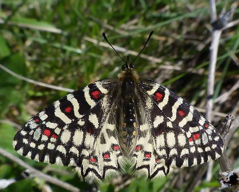 Image of Zerynthia rumina (Linnaeus 1758)