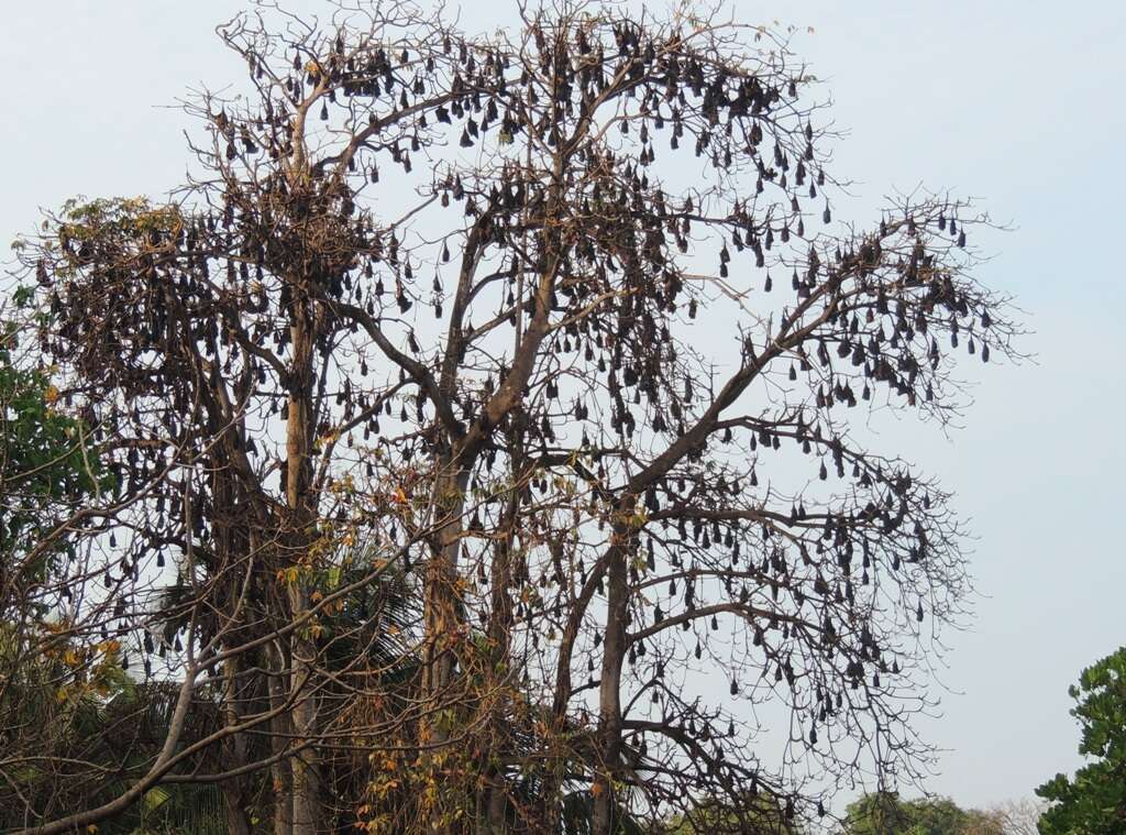 Image of Indian Flying Fox