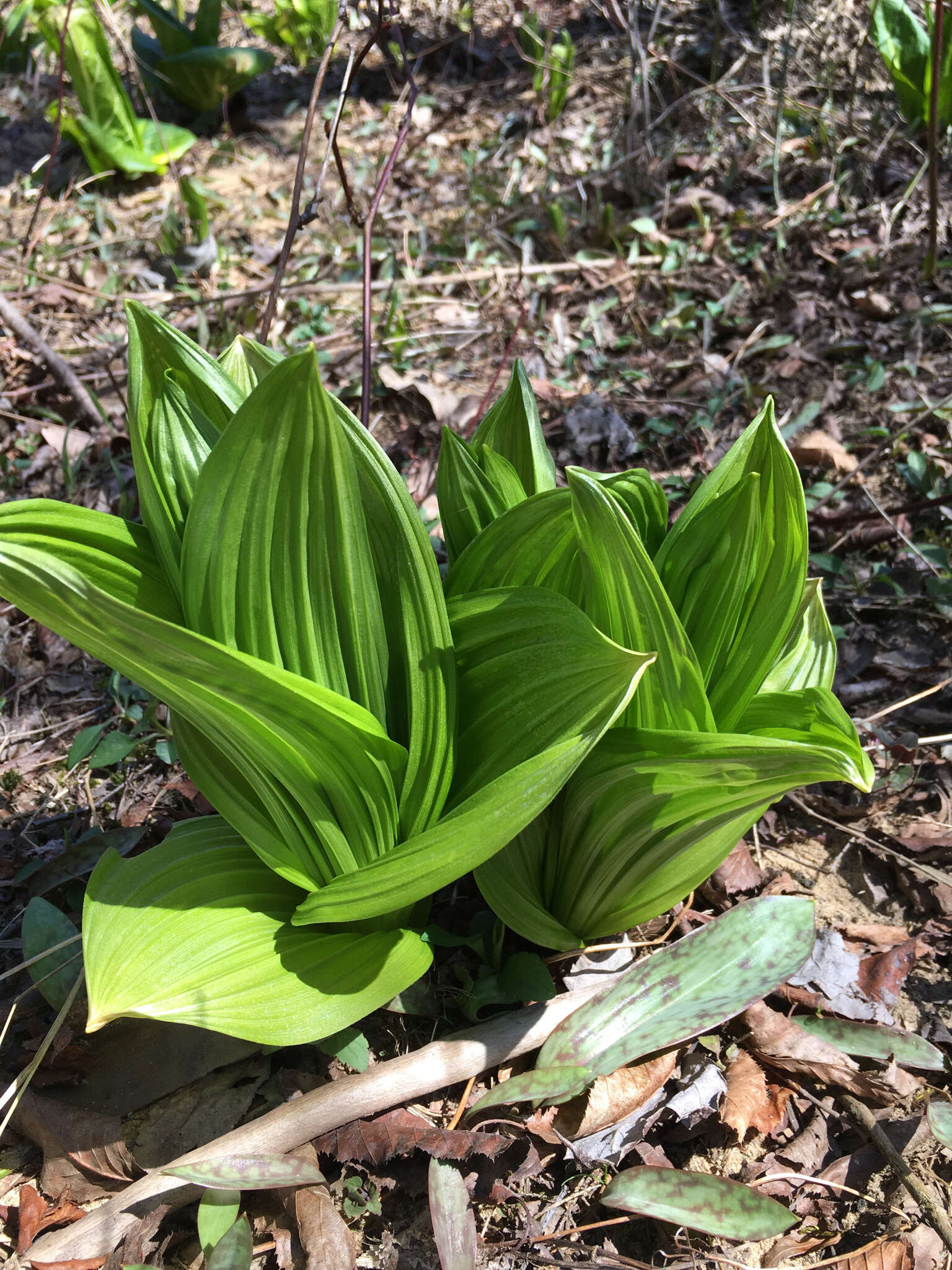 Слика од Veratrum viride Aiton