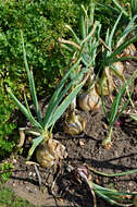 Image of garden onion