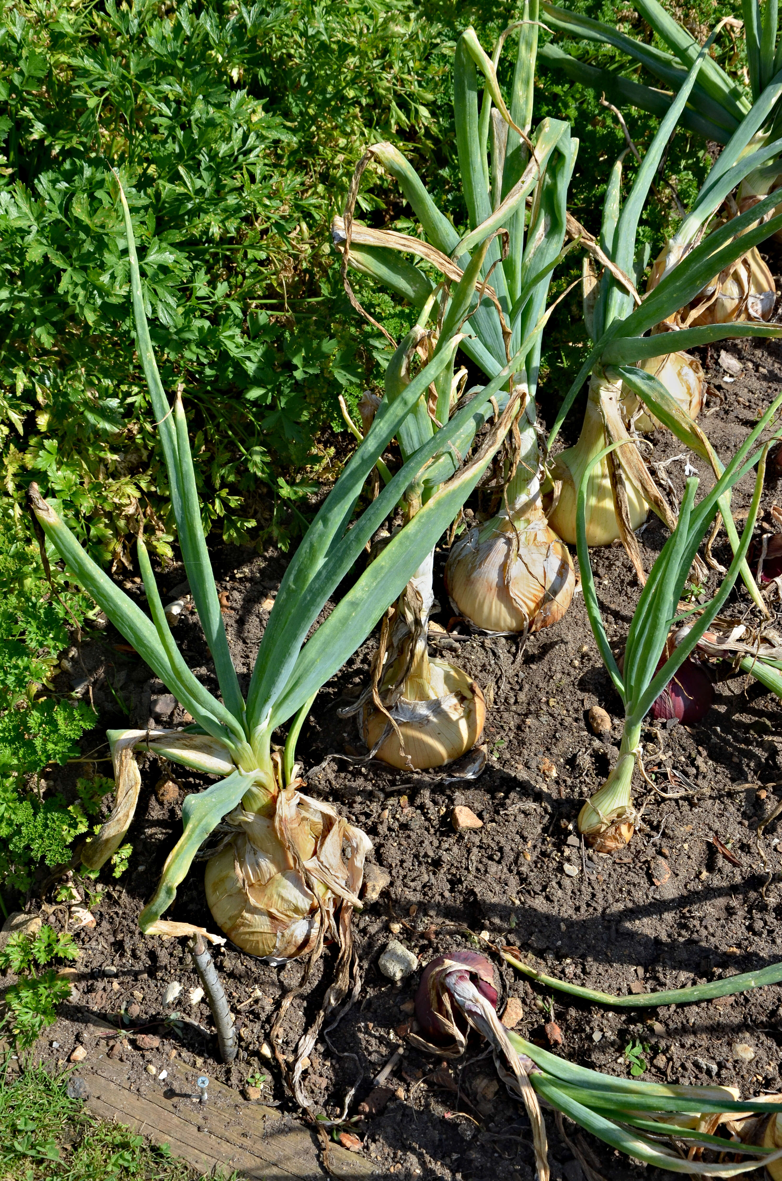 Image of garden onion