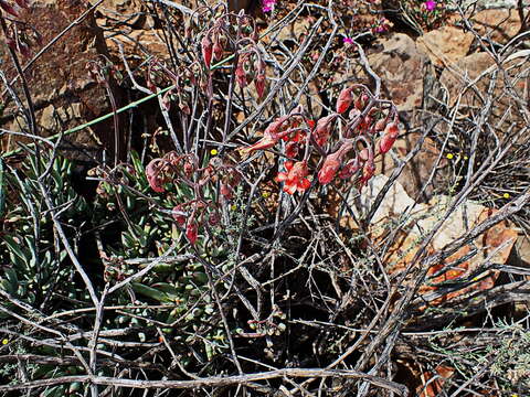 Image of Cotyledon tomentosa Harv.