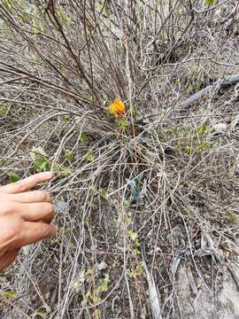 Imagem de Dichromanthus cinnabarinus (Lex.) Garay