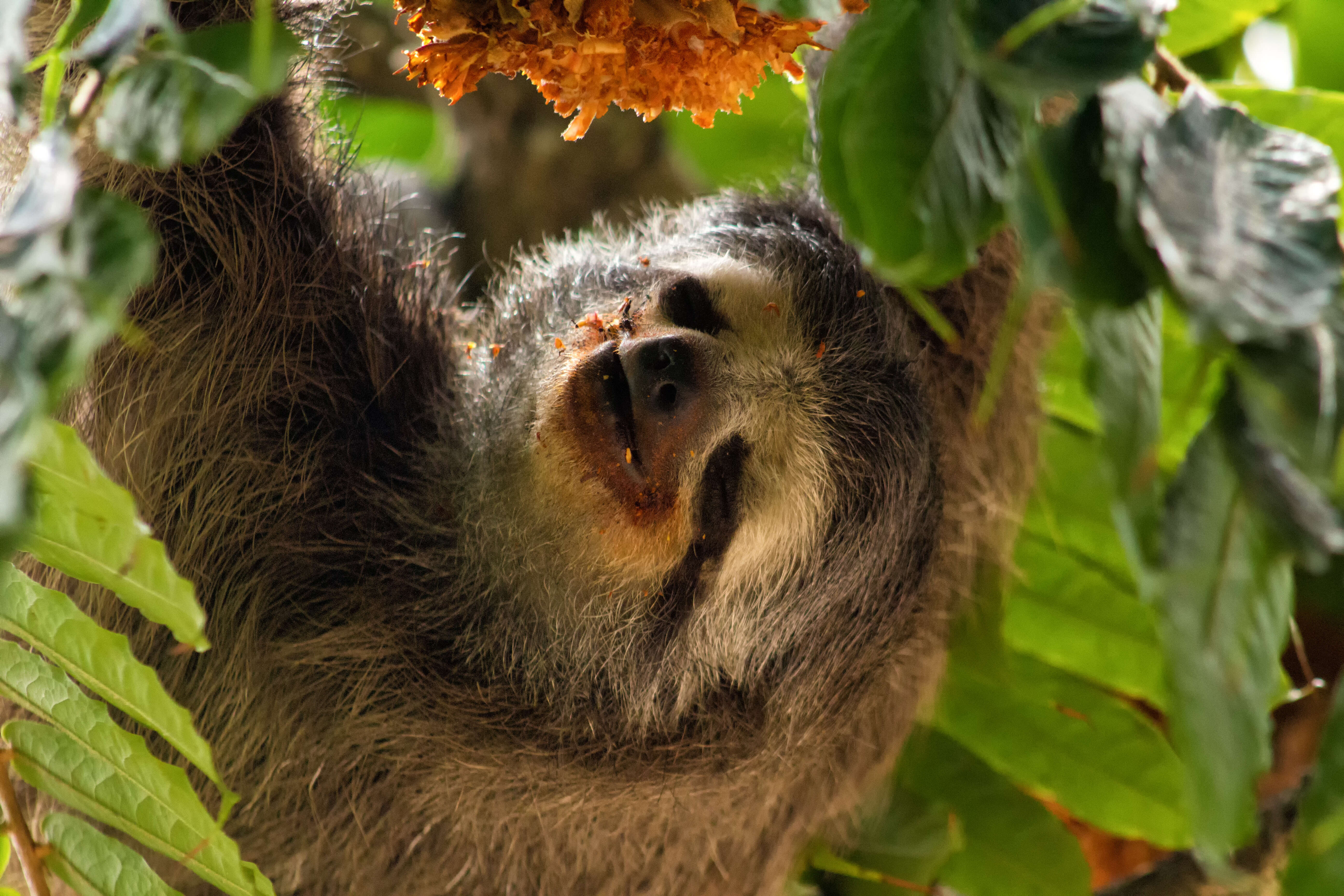 Image of three-toed sloths