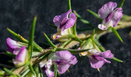 Image of Muraltia ononidifolia Eckl. & Zeyh.