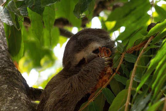 Image of three-toed sloths