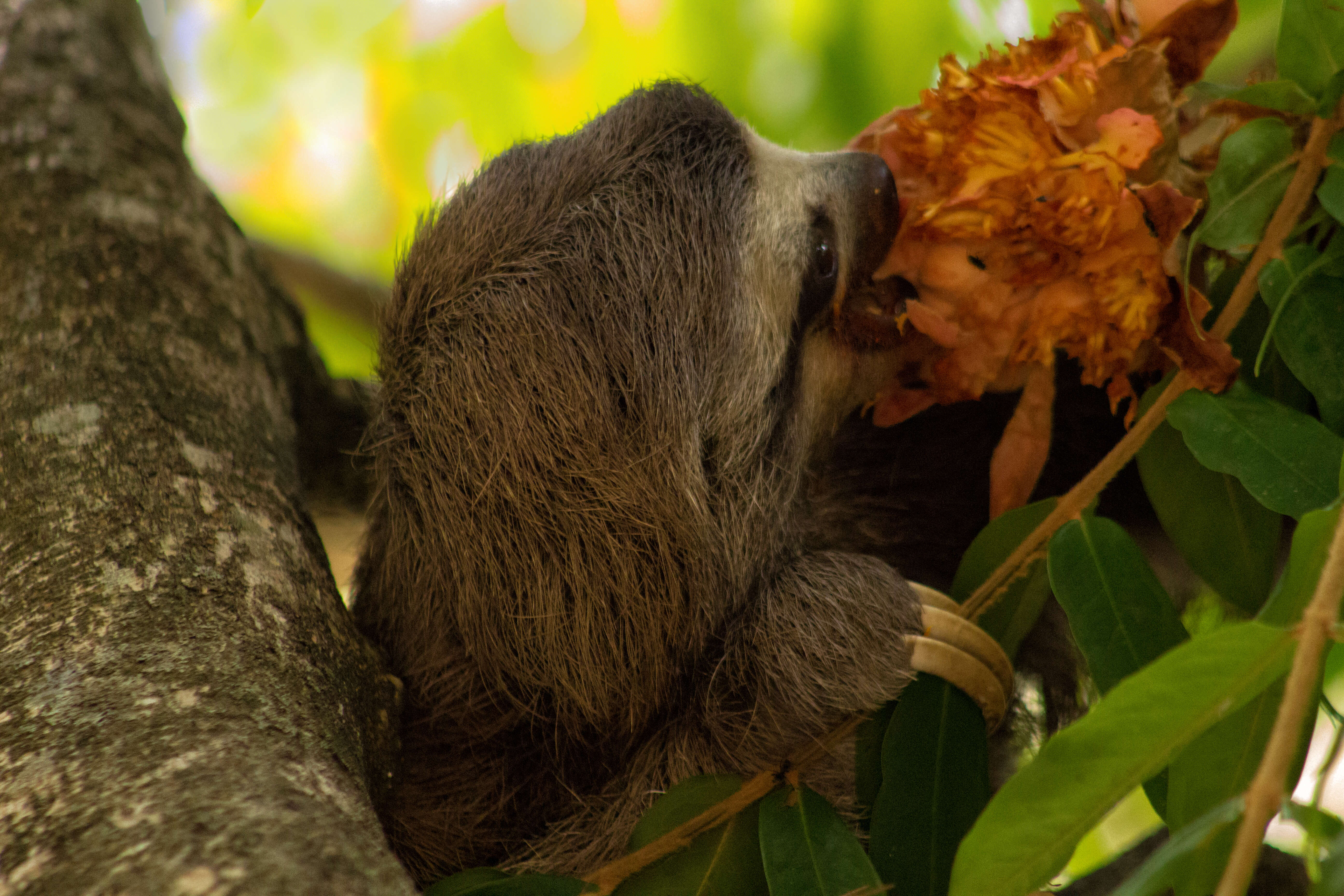 Image of three-toed sloths