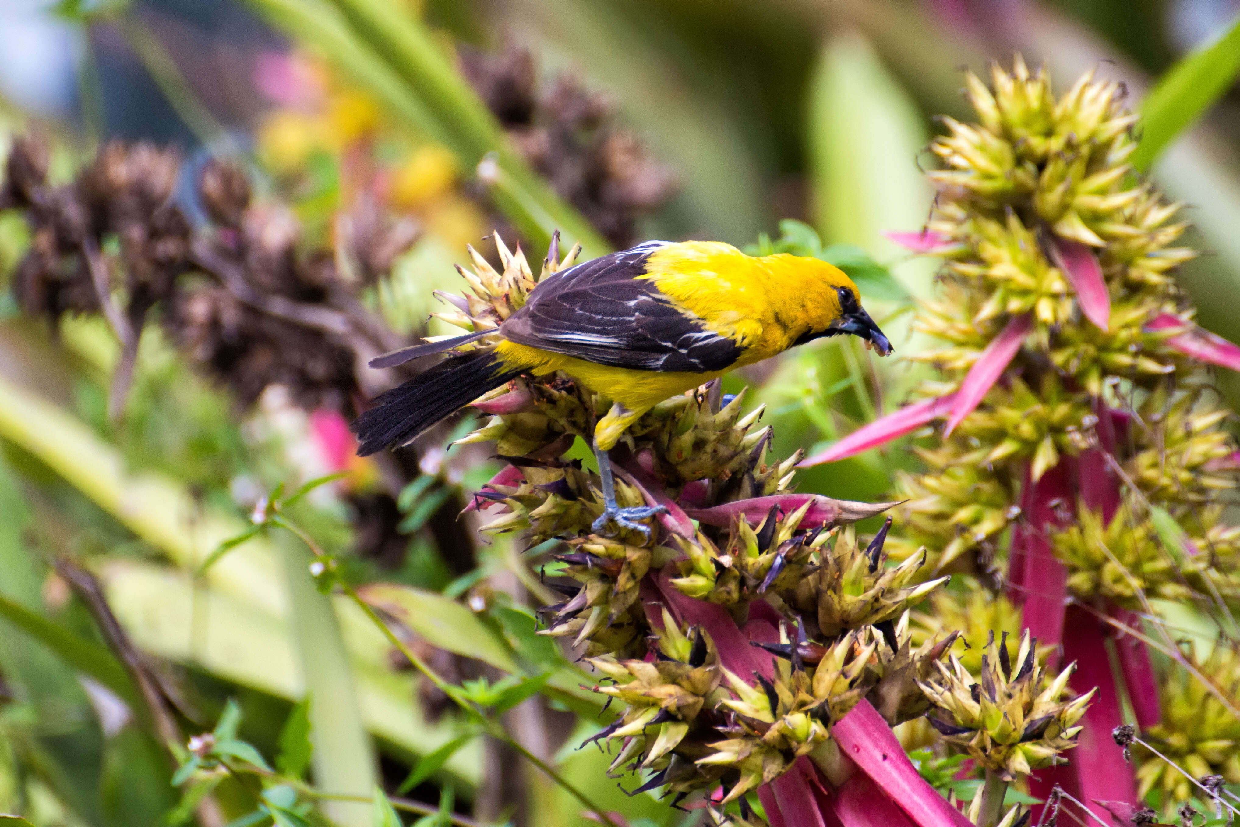 Image of Yellow Oriole