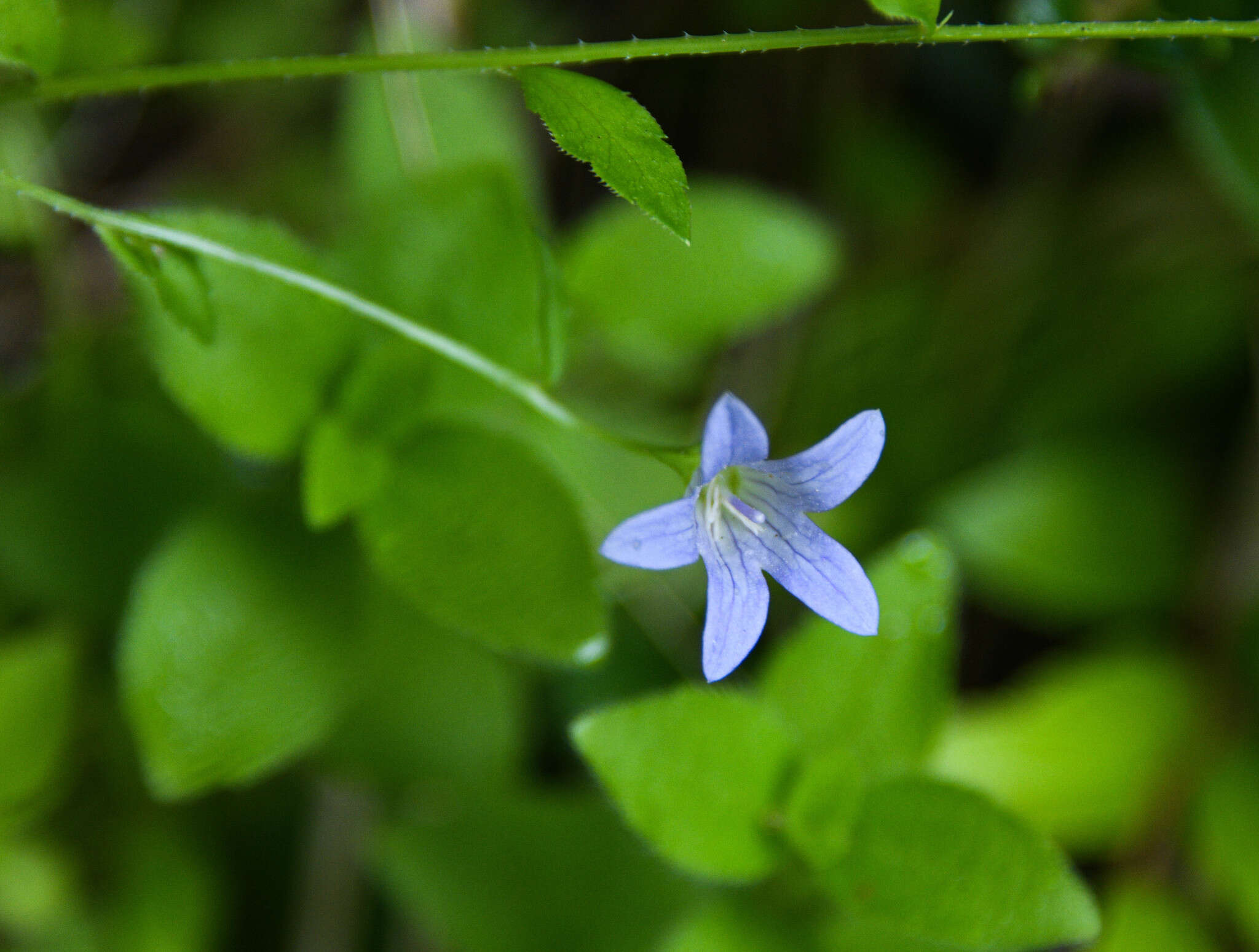 Campanula californica (Kellogg) A. Heller resmi