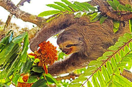 Image of three-toed sloths