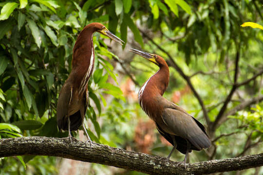 Image of Rufescent Tiger Heron