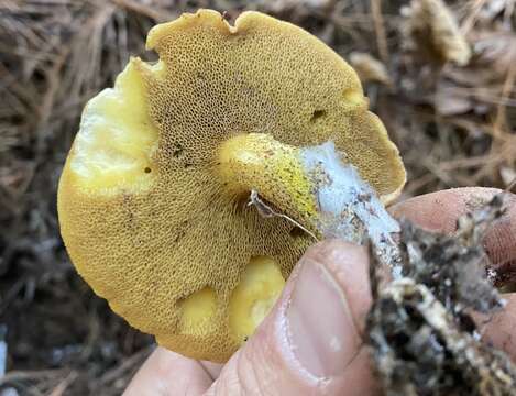 Image of Suillus hirtellus (Peck) Snell 1944