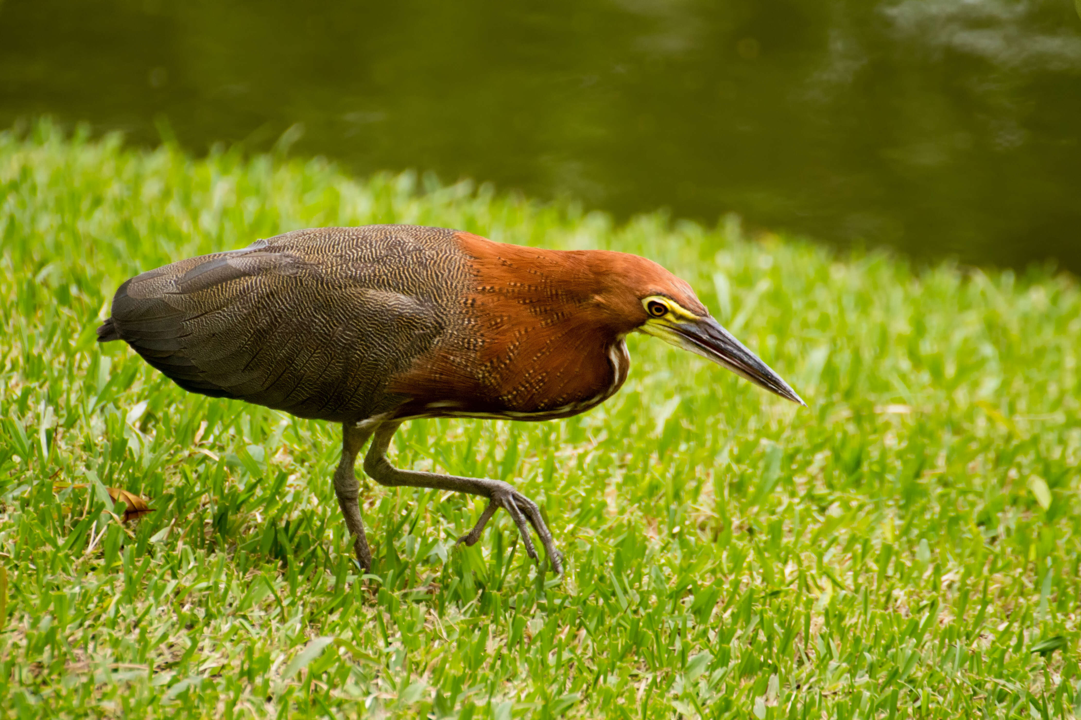 Image of Rufescent Tiger Heron