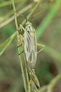 Image of Stenotus nigroquadristriatus (Kirkaldy 1902)