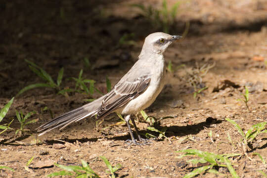 Image of Tropical Mockingbird