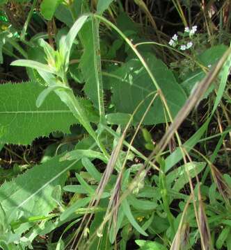 Centaurea melitensis L. resmi