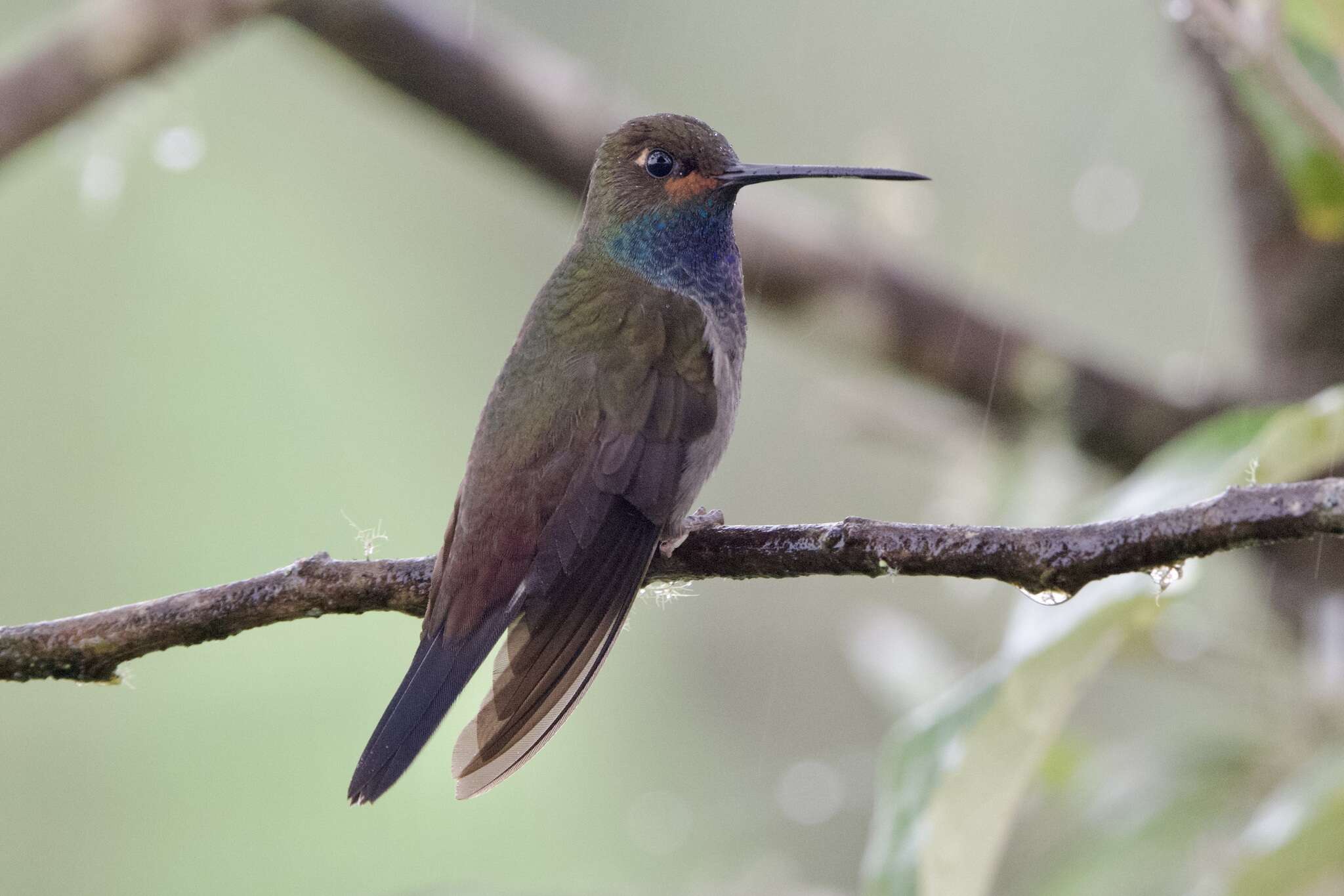 Image of Rufous-gaped Hillstar