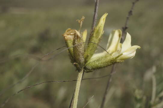 صورة Astragalus albicaulis DC.