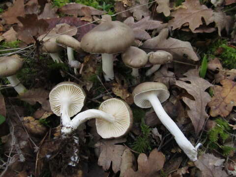 Image of gray almond waxy cap