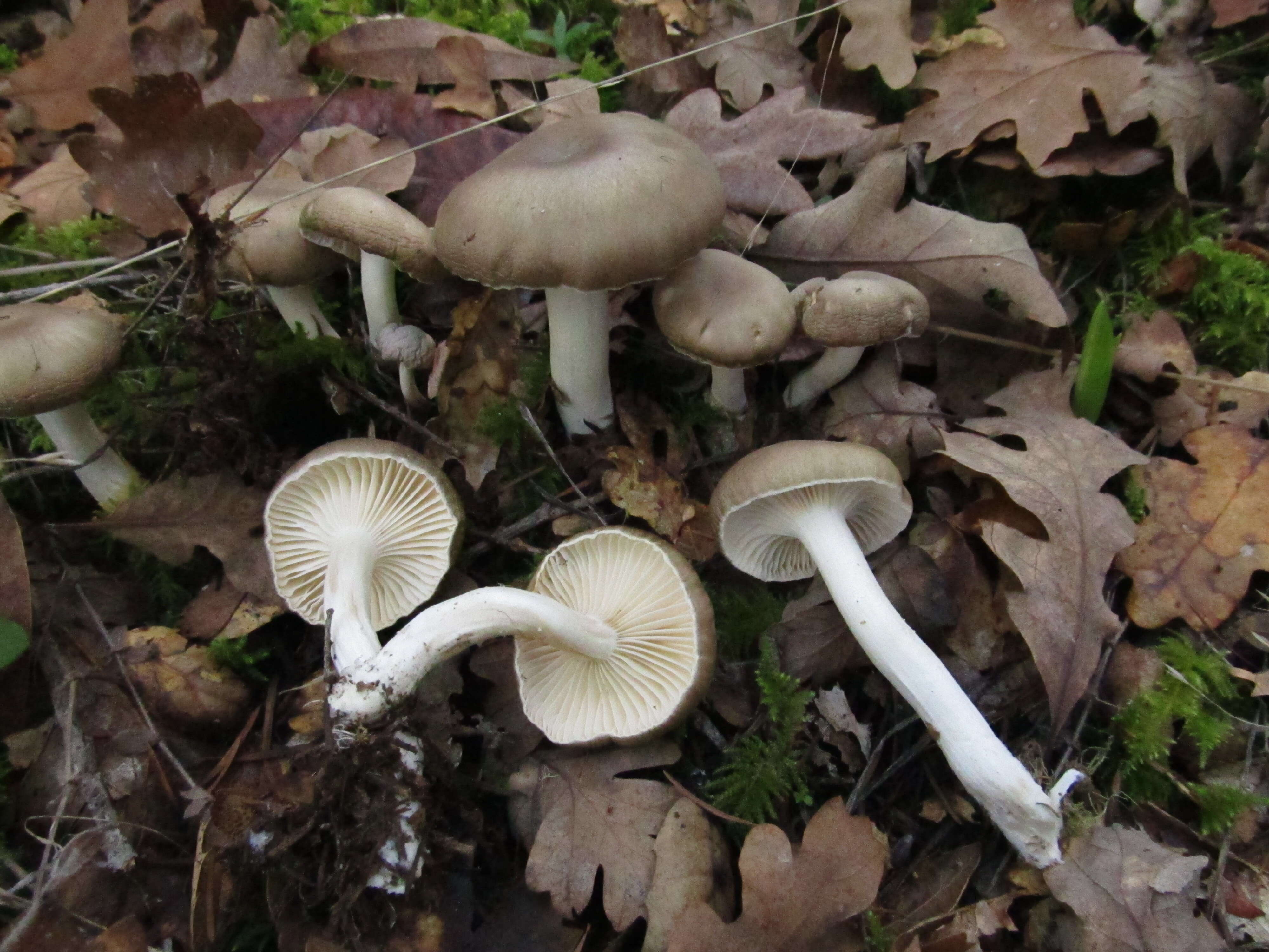 Image of gray almond waxy cap