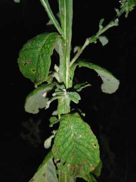 Image of Pterocaulon redolens