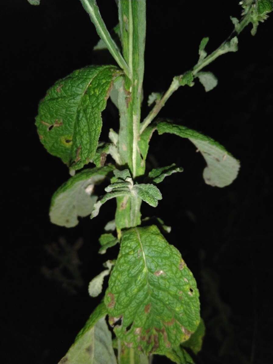 Plancia ëd Pterocaulon redolens